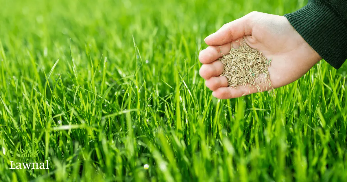 hand throwing grass seeds on existing lawn