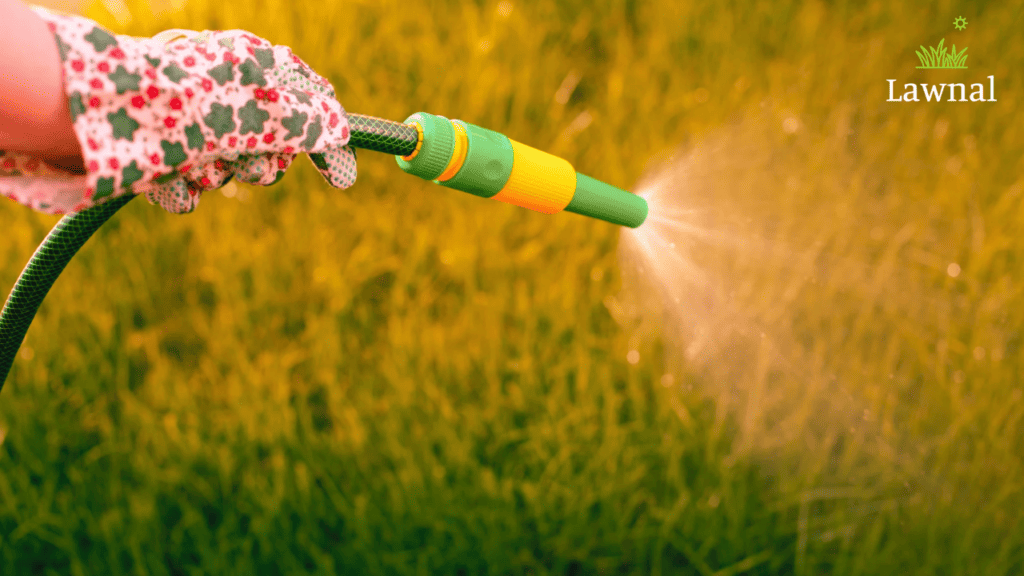 watering grass in the sun