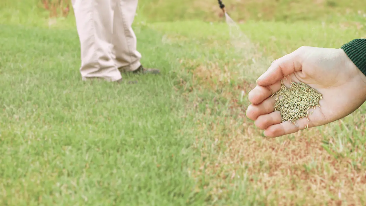 kill weeds before overseeding